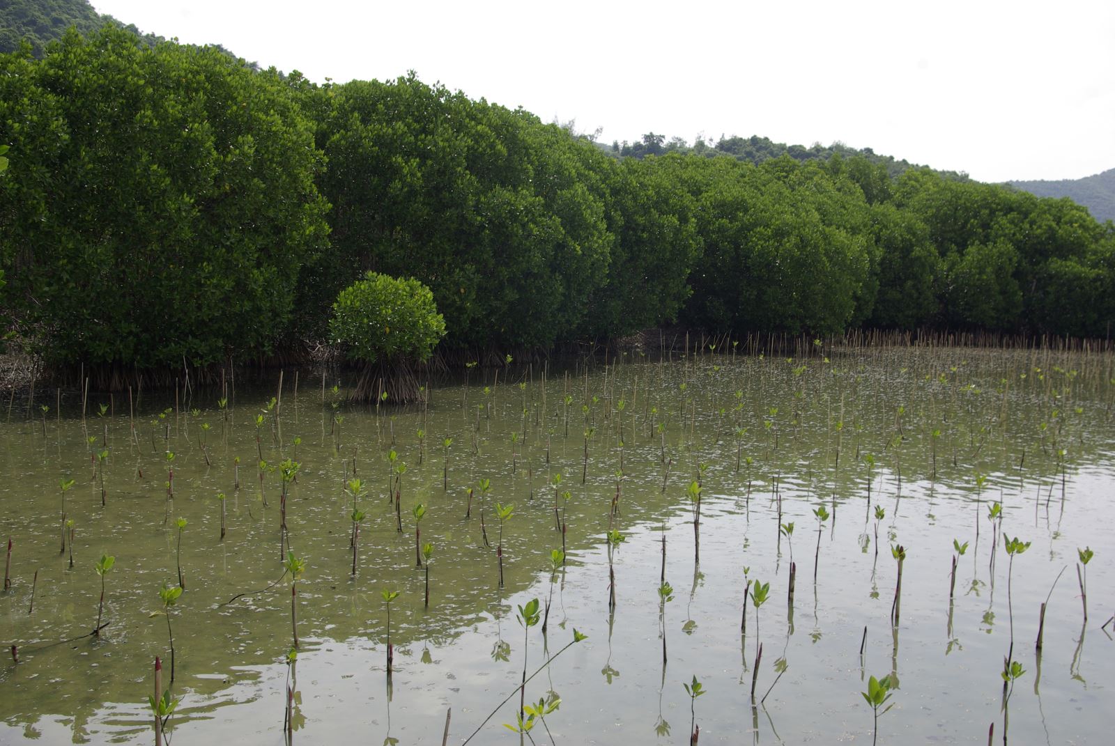mangrove seedlings planted in front of mangrove forest